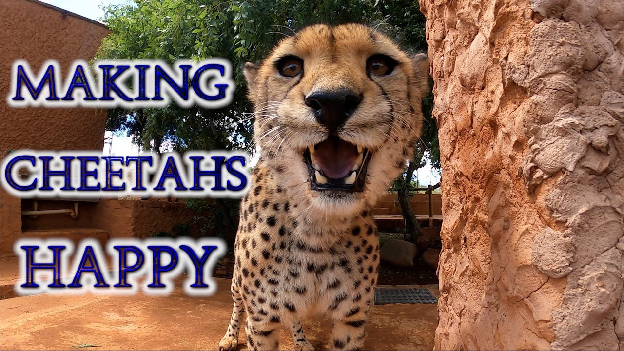 Cheetah Rather Encounter Friend Than Play With Cat Toys & A Box | How Captive BIG CATS Get Enriched