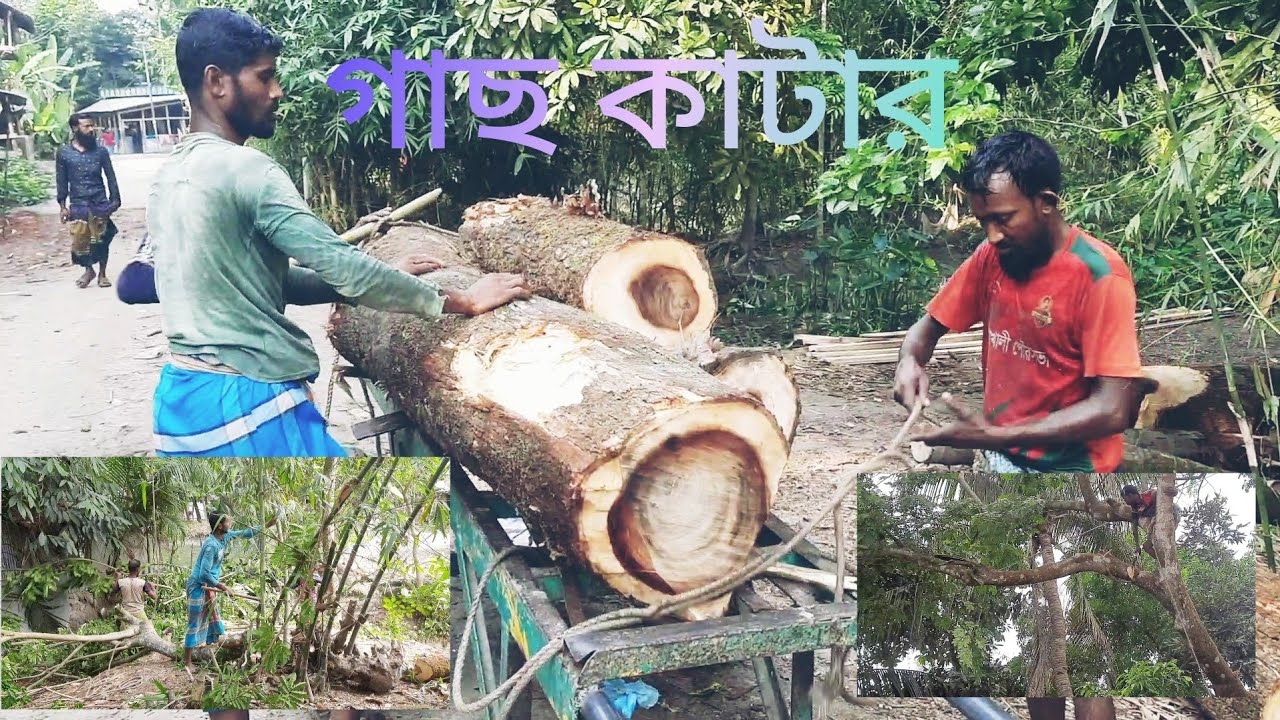 গাছ কাটার রোমাঞ্চকর দৃশ্য | কাঠ পরিবহন | গ্রাম বাংলার জীবন