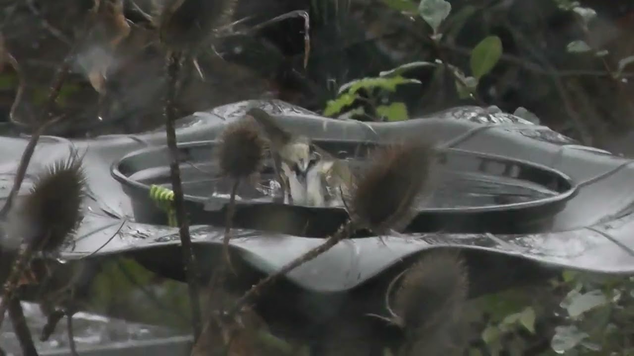Young Robin takes a bath in the pouring rain!