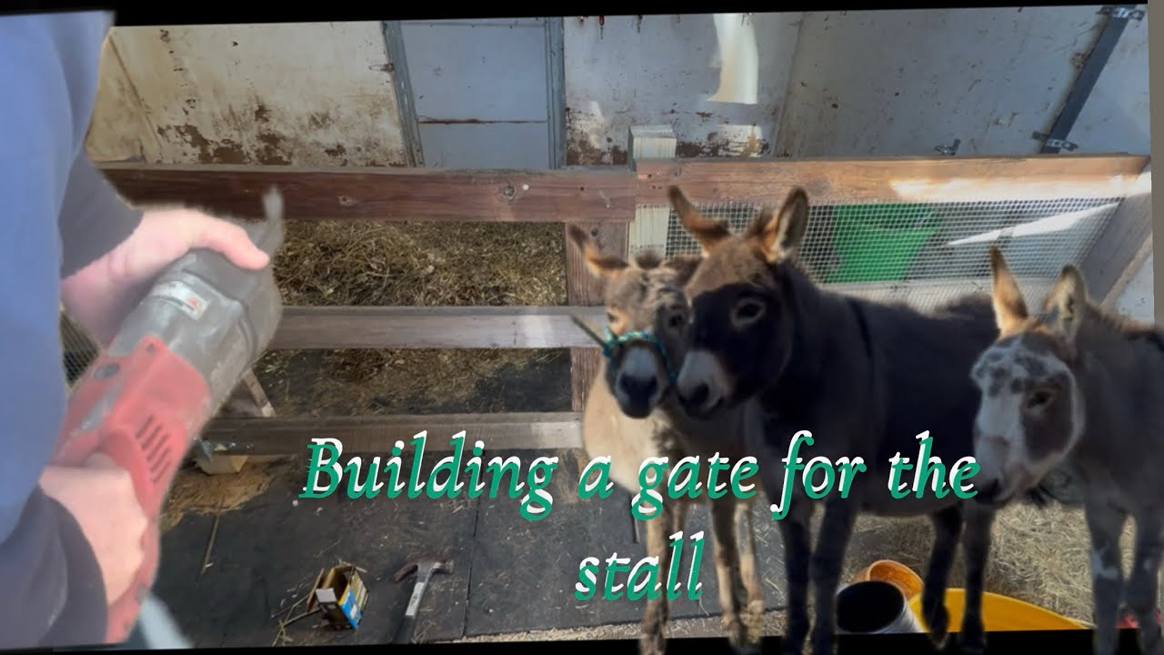 Adding a gate to the donkey stall 🫏🫏🫏 