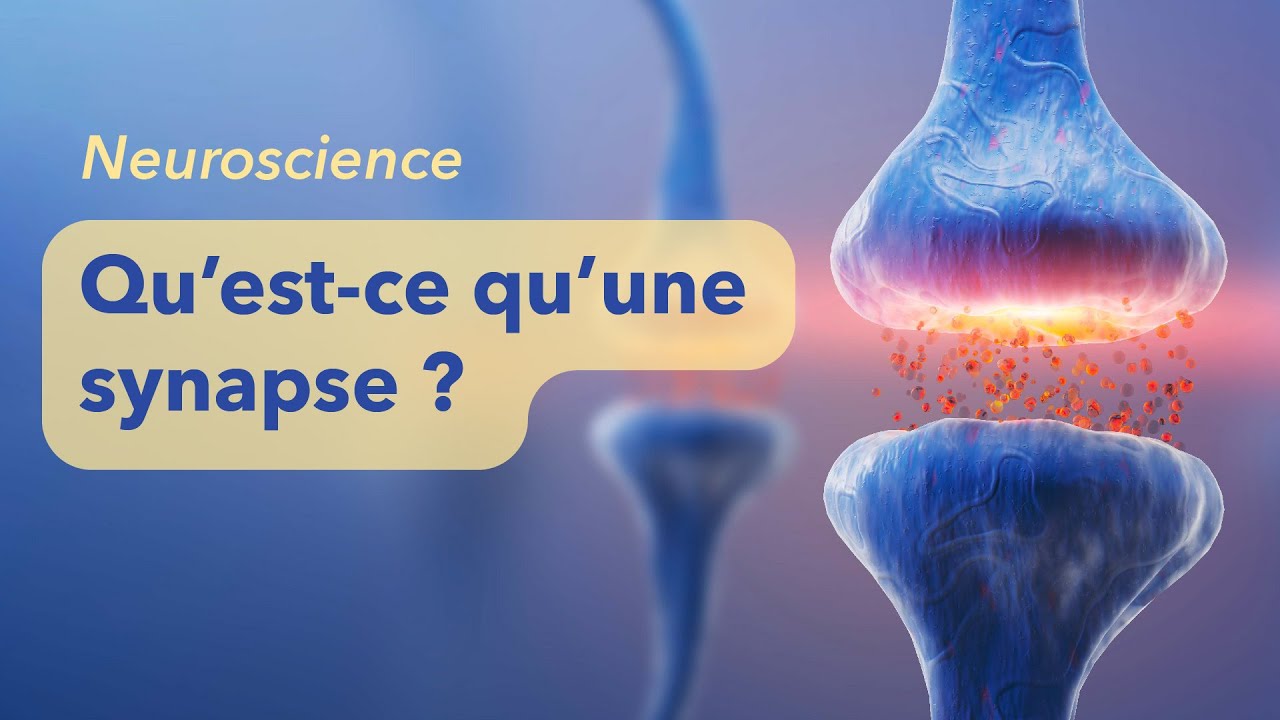 NEURONES #2 : Comment les synapses transmettent les messages ?