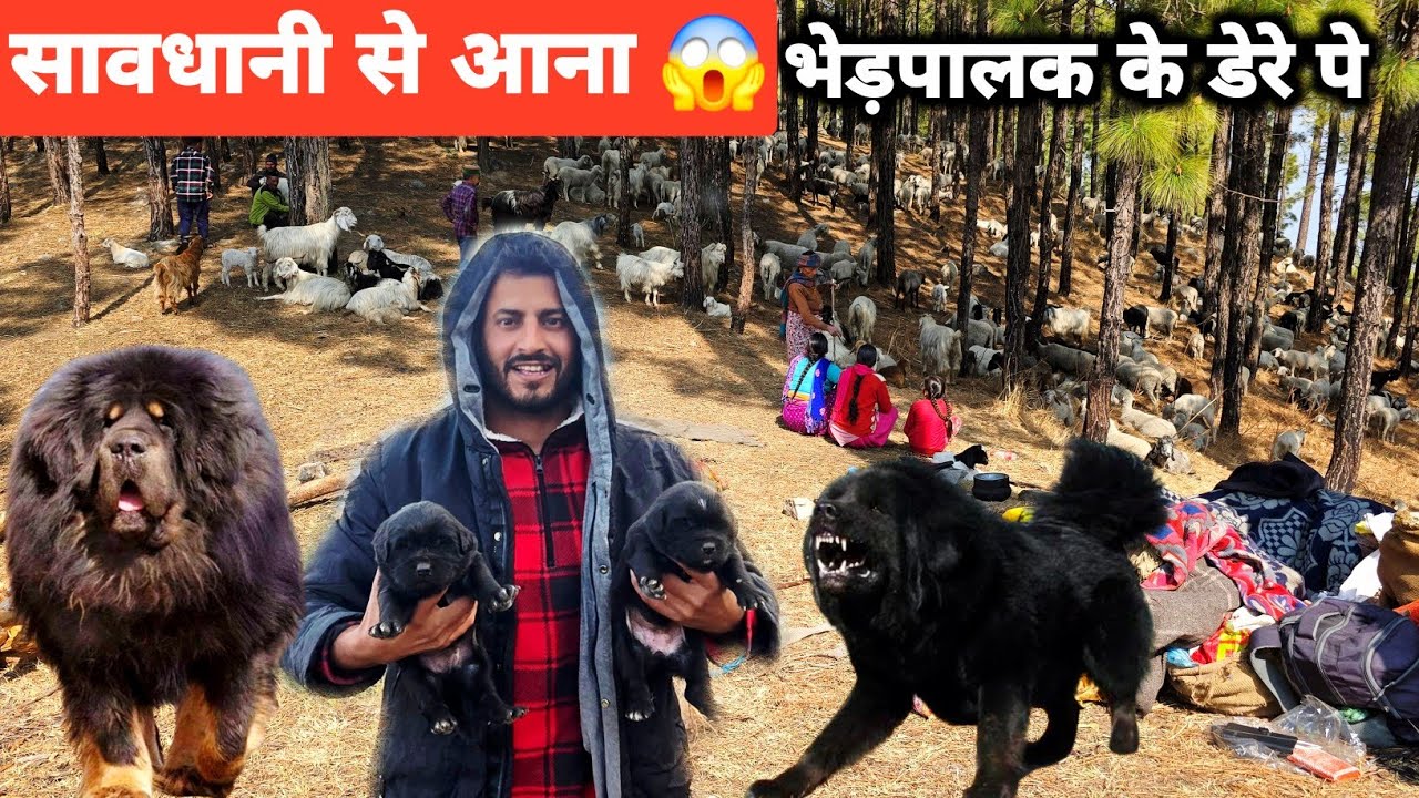 हिमालय में खतरनाक भेड़पालक के कुत्ते 😳 | Real Himalayan Nomadic Life | Shepherd Dogs , Vlogger viraz