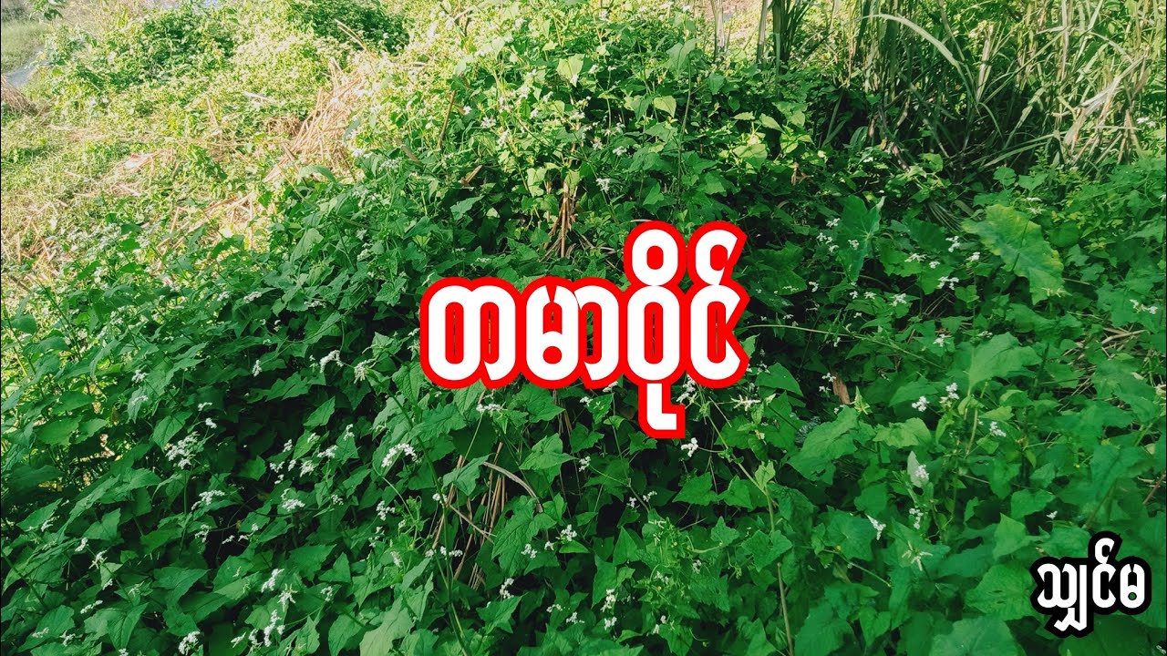 တမာဝိုင် သျှင်မ  စဆုံး