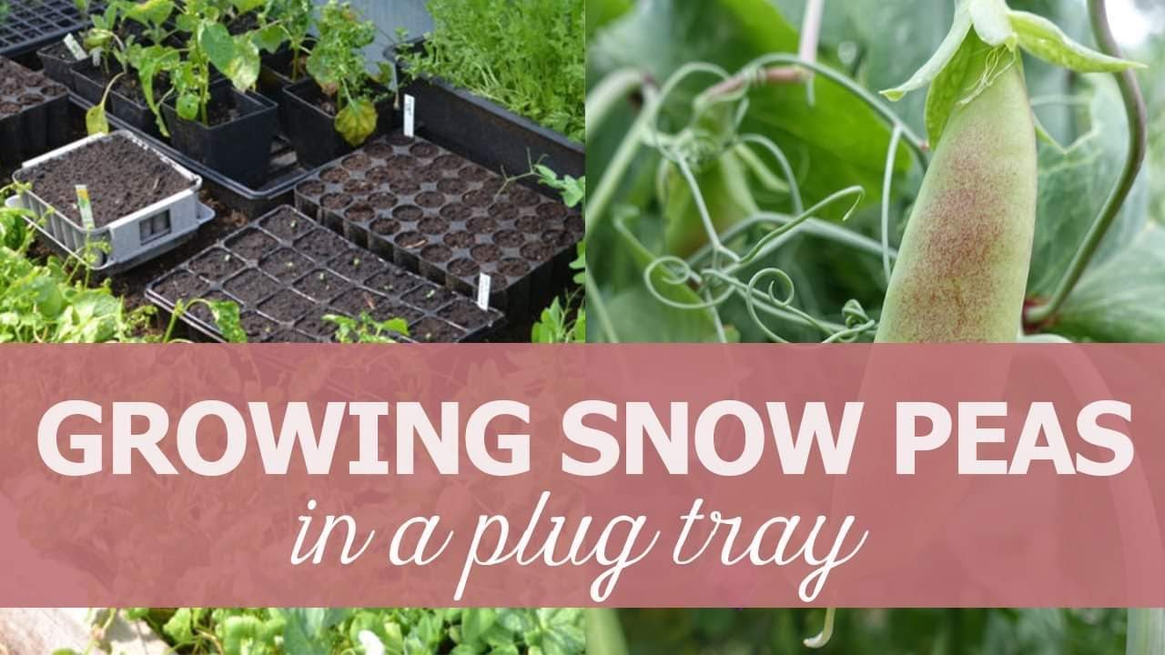 Grow snow peas in a plug tray