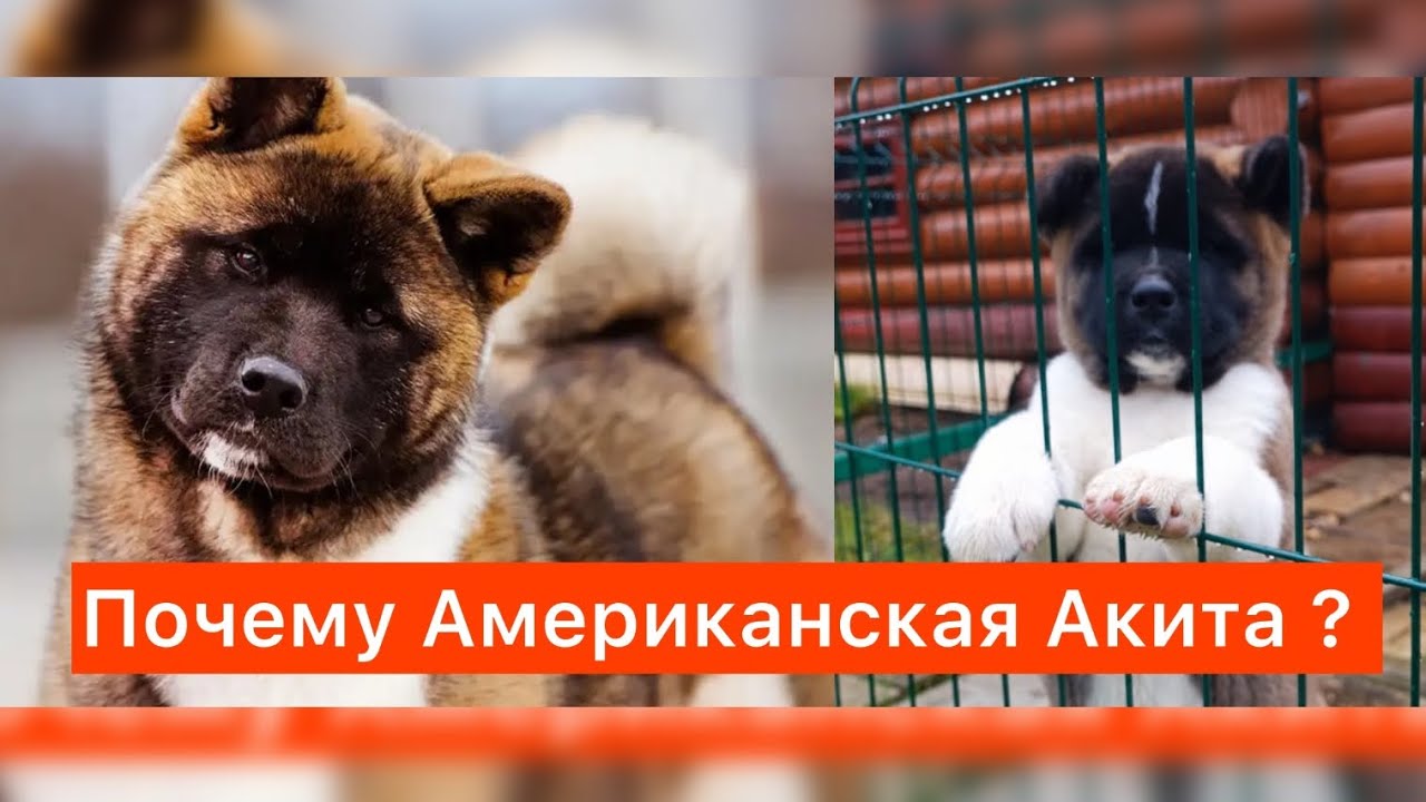 Почему Американская Акита? #akitalife #собака #абакасобака #americanakita#животные #собаки #щенки