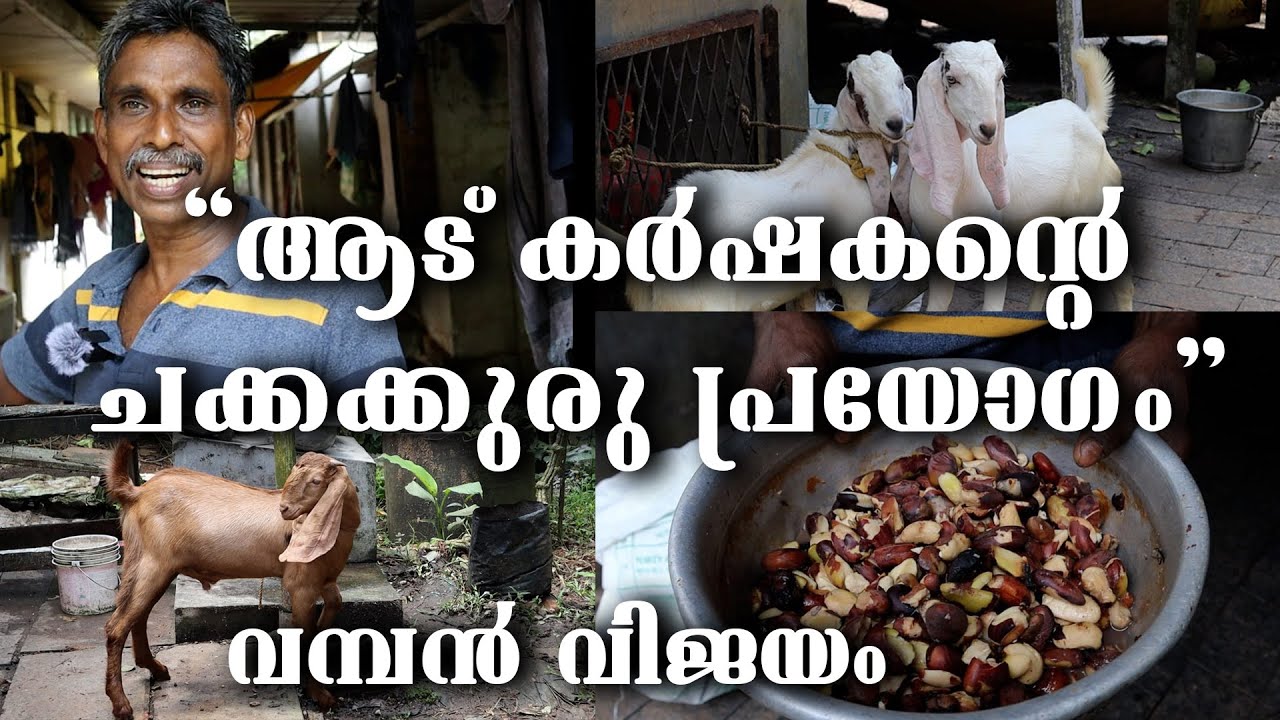ആടിന്റെ തീറ്റ ക്രമം കേട്ടാൽ കിളി പോകും || തീറ്റക്ക് ചക്കകുരു പുഴുങ്ങിയത് ||  നാട്ടറിവുകൾ || ആട്