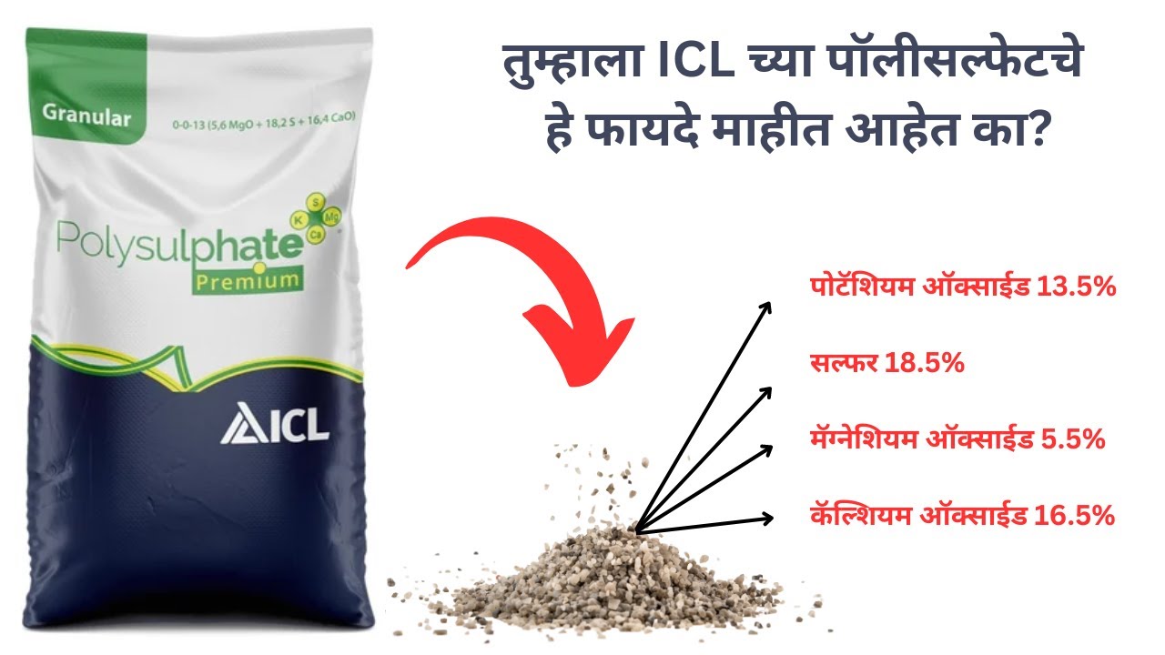 ICL पॉलीसल्फेट | i c l fertilizers | i c l polysulphate | polysulphate fertilizer