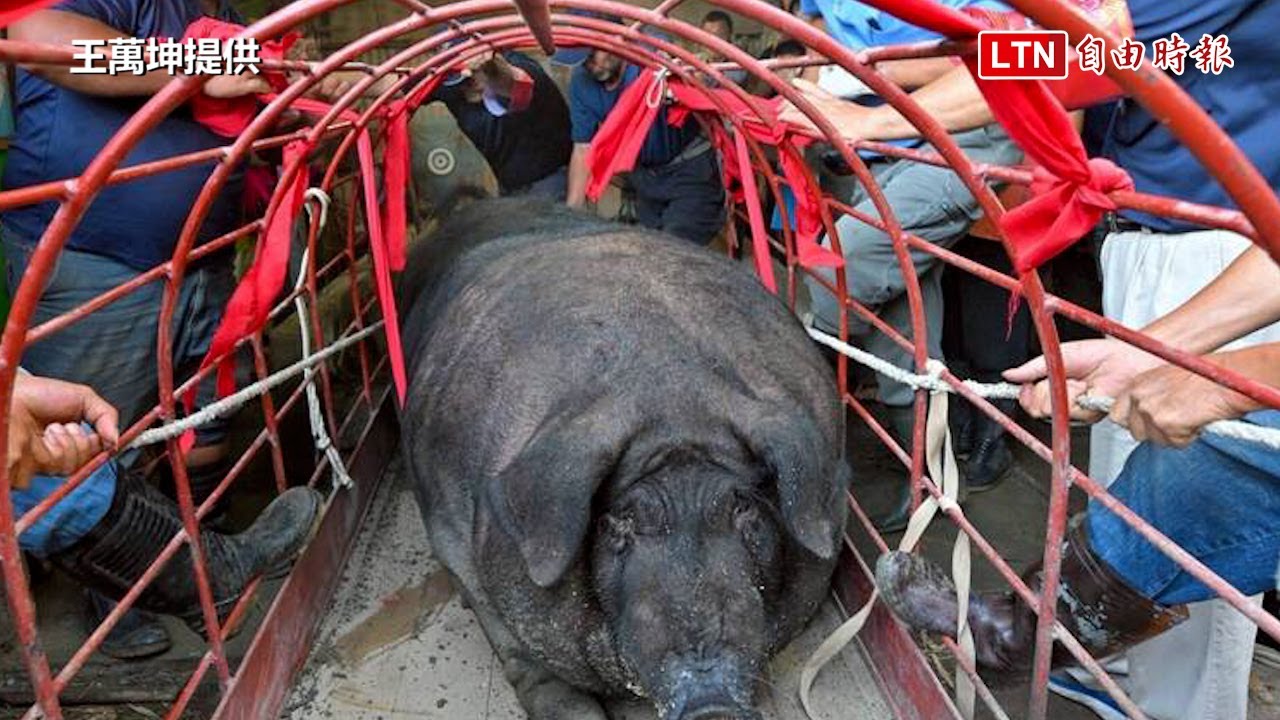 2025義民節賽豬羊 1590台斤神豬摘特等賞