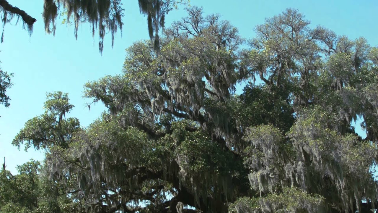 Cape Fear Critters - Birds of Airlie Gardens