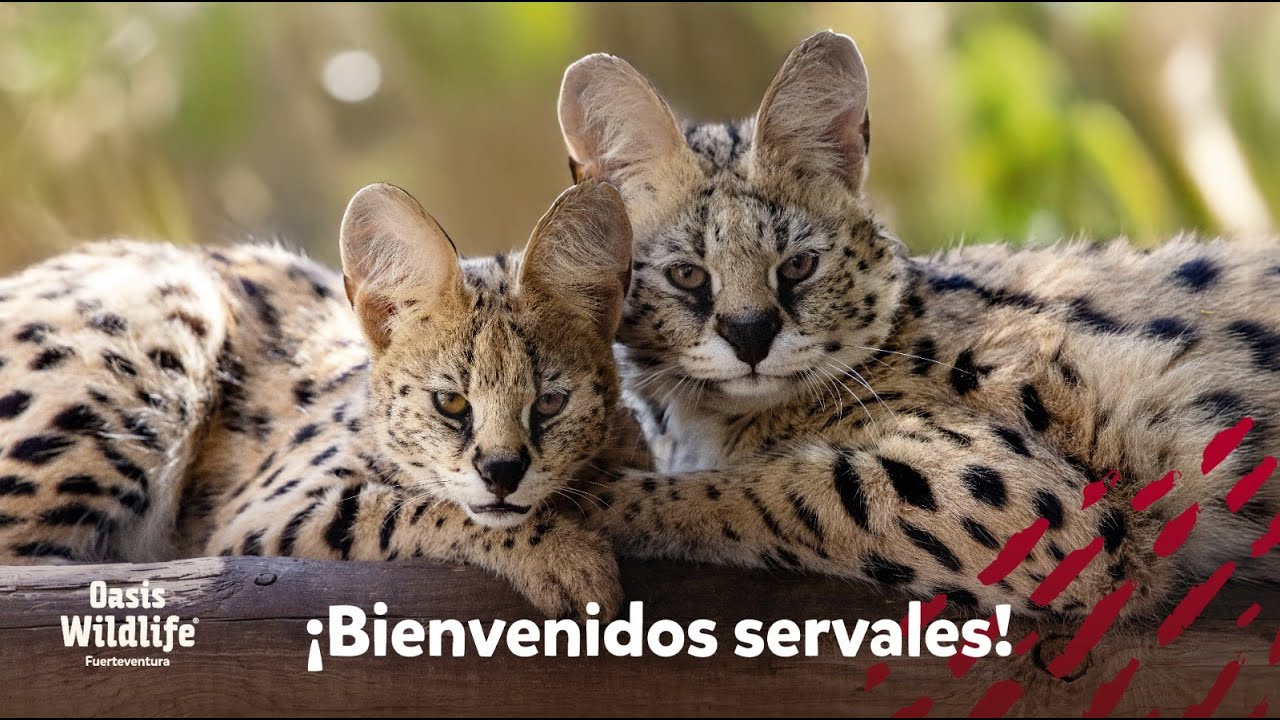 ¡𝗟𝗮 𝗻𝘂𝗲𝘃𝗮 𝗳𝗮𝗺𝗶𝗹𝗶𝗮 𝗱𝗲 𝘀𝗲𝗿𝘃𝗮𝗹𝗲𝘀 𝗵𝗮 𝗹𝗹𝗲𝗴𝗮𝗱𝗼! 🙌🏽 | 𝗢𝗮𝘀𝗶𝘀 𝗪𝗶𝗹𝗱𝗹𝗶𝗳𝗲 𝗙𝘂𝗲𝗿𝘁𝗲𝘃𝗲𝗻𝘁𝘂𝗿𝗮.