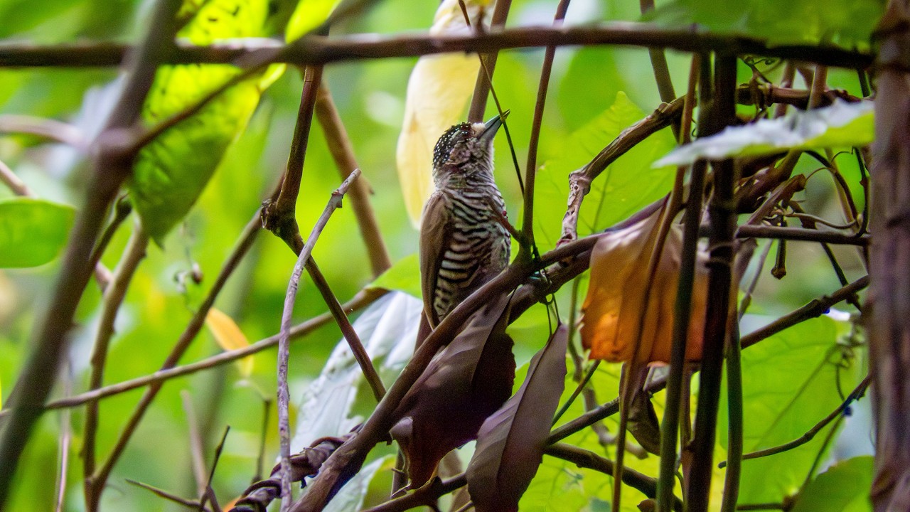 Picapauzinho-barrado: qual é o macho e qual é a fêmea? (Picumnus cirratus)