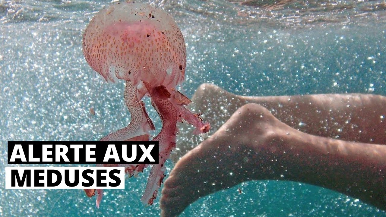 ALERTE AUX MEDUSES