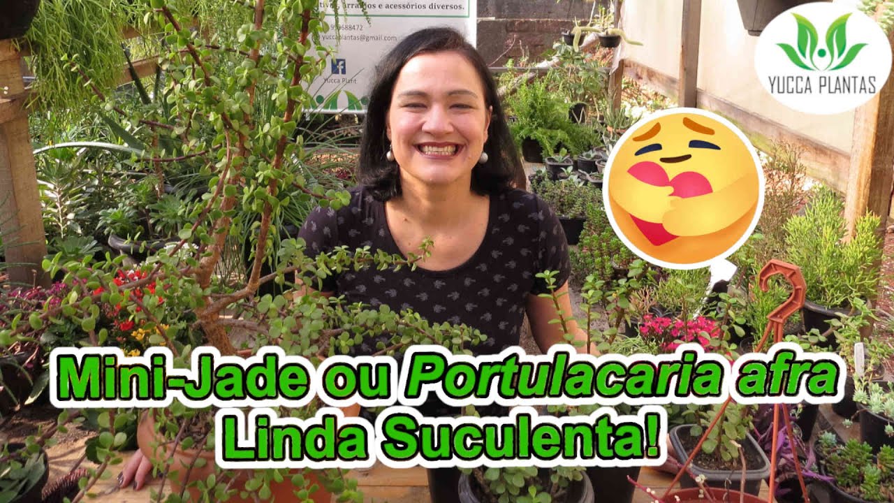 Mini Jade - Venha conhecer essa linda suculenta!