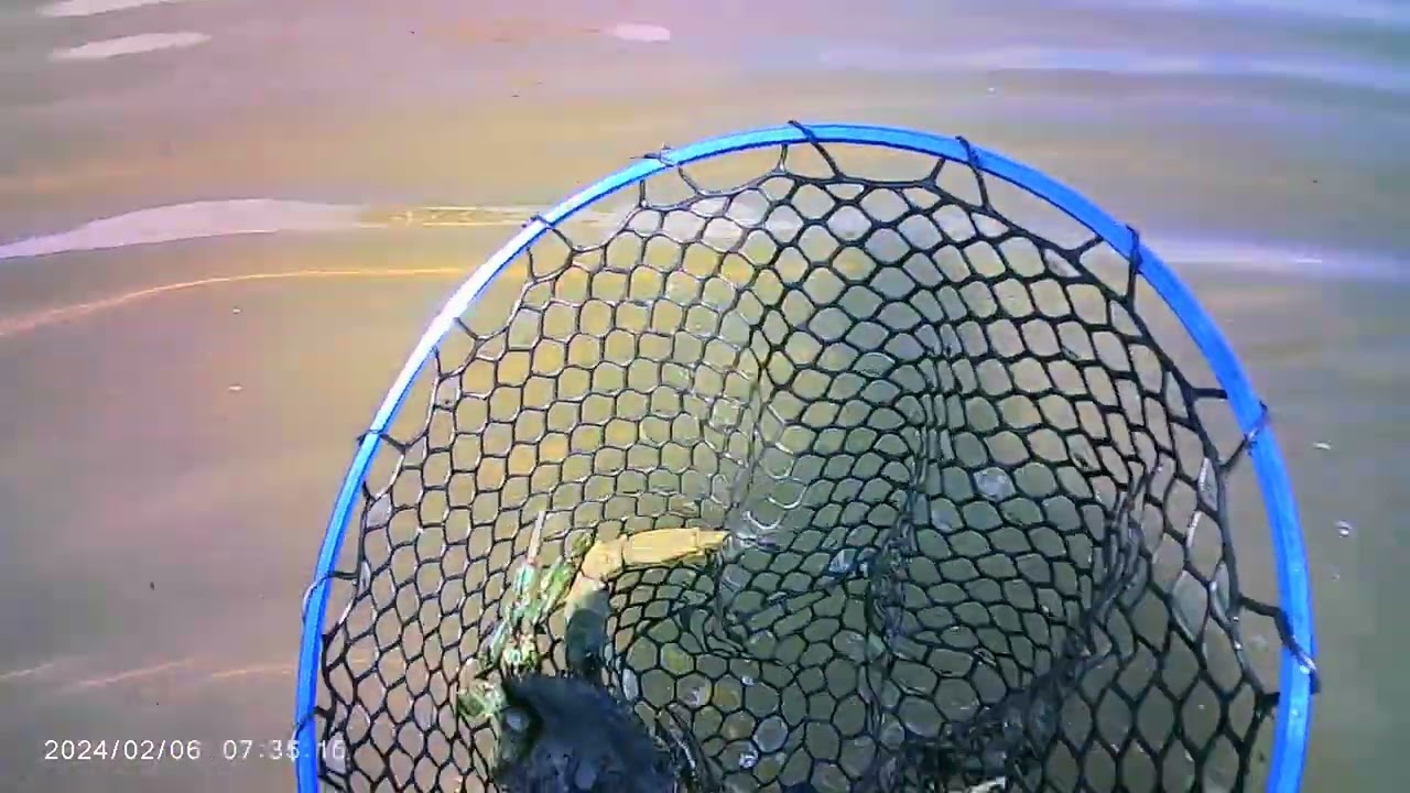 A la pêche du crabe bleu