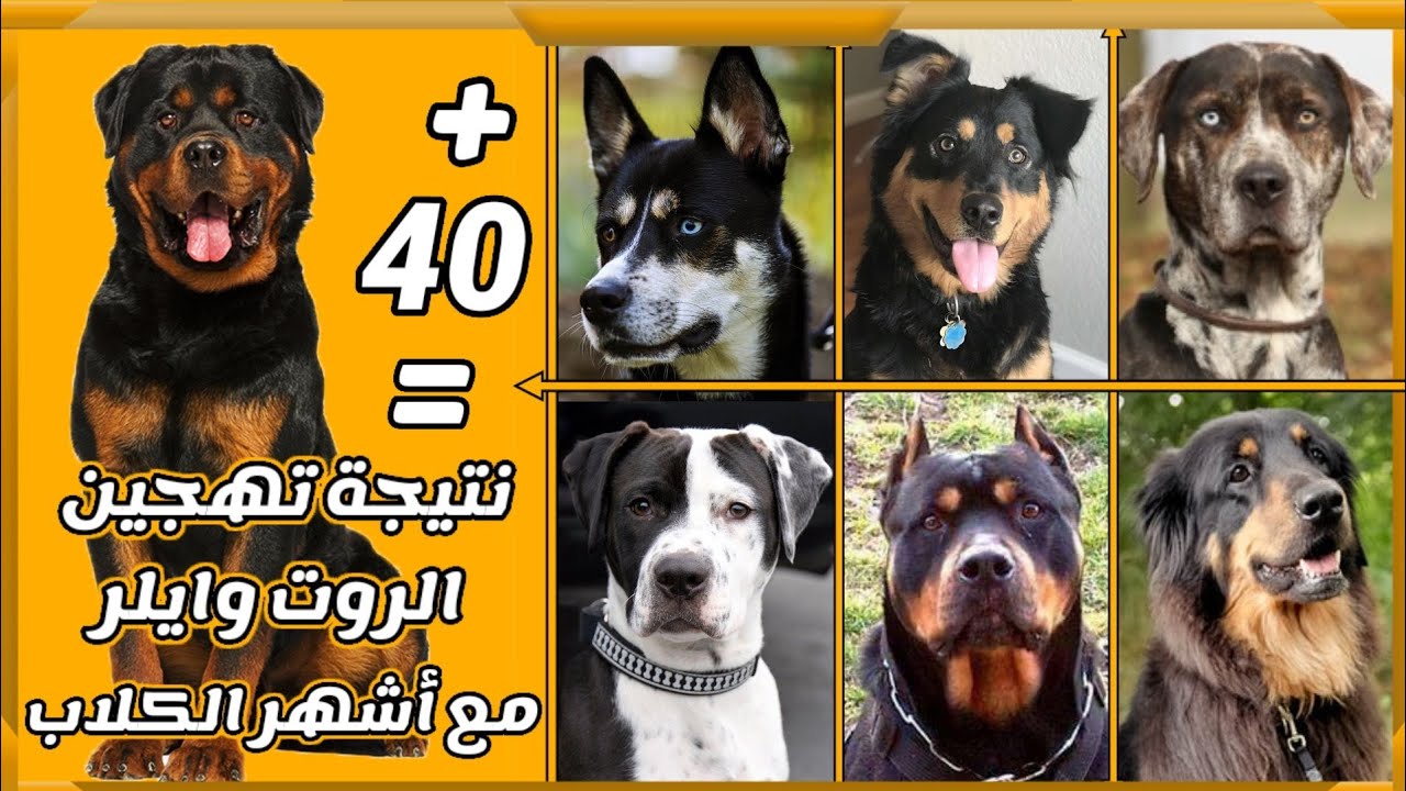 نتيجة تهجين أكثر من 40 أشهر الكلاب مع الروت وايلر|| Best 40 Rottweiler Mixes