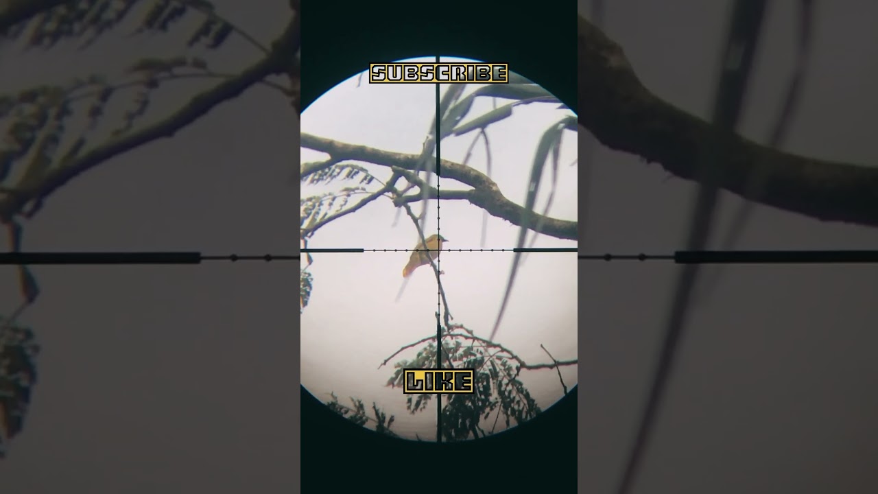 Lintang kuning ⁉️ #ukliksharptiger #akurasi #sniper #berburu #hunting