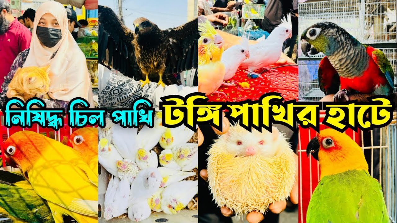বিক্র'য় নি'ষিদ্ধ পাখি টঙ্গী পাখির হাটে। Tongi Pakhir Hat। Tongi Bazar Pakhir Hat #viral 