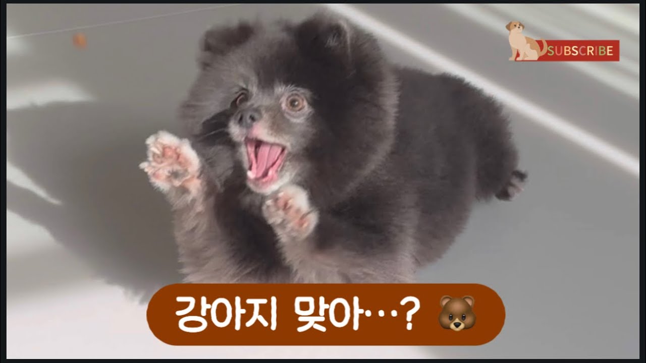 반달곰 쿠마 🐻 Is This a Bear Dog? 