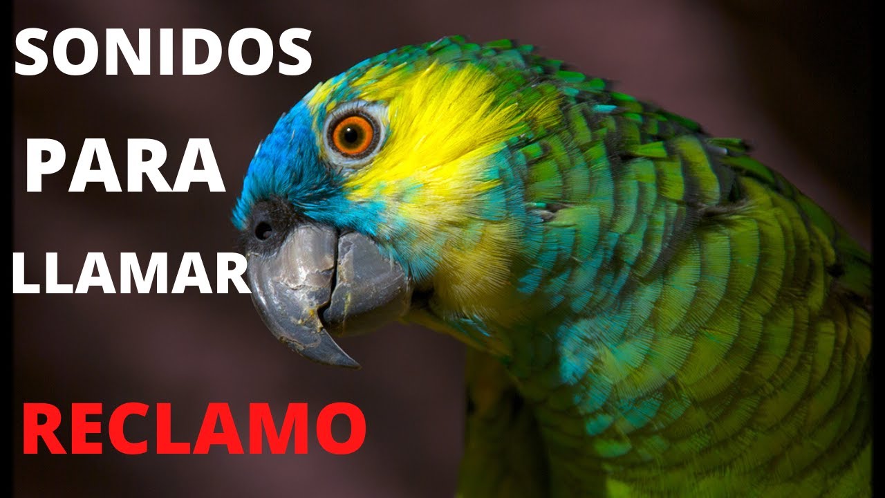 🦜👉Amazona aestiva . Amazona frentiazul , SONIDOS PARA LLAMAR , IMITAR, RELAJAR. EL MEJOR