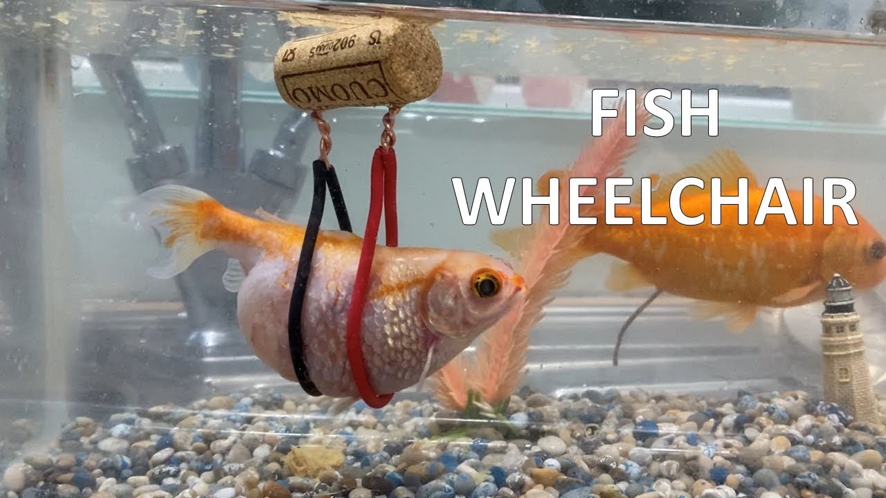 Fish Wheelchair