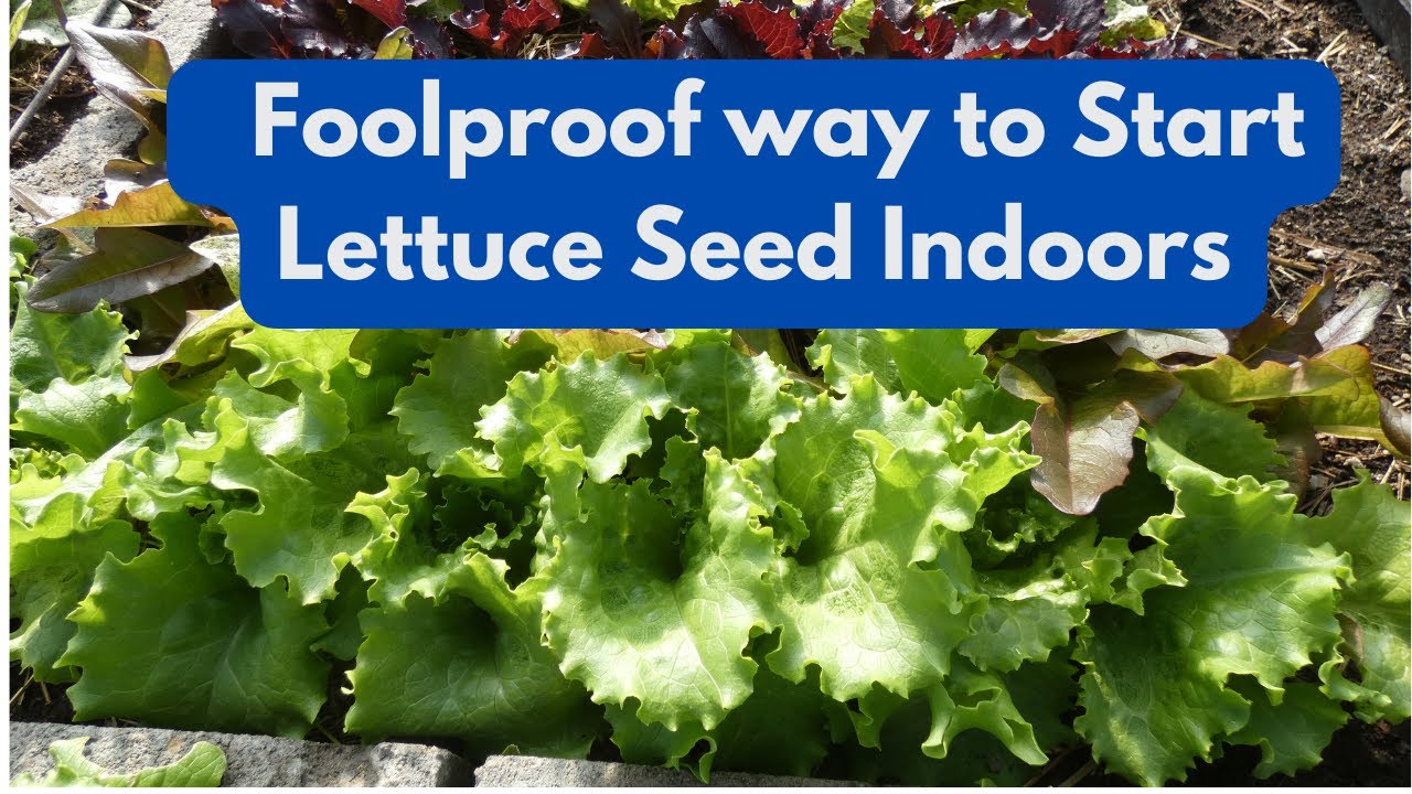 Foolproof way to Start Lettuce Seed Indoors