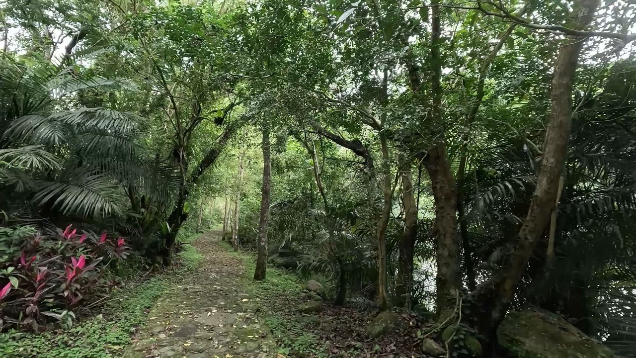 4K Pleasant Walk in the Forest by a River in the Valley of Butterflies
