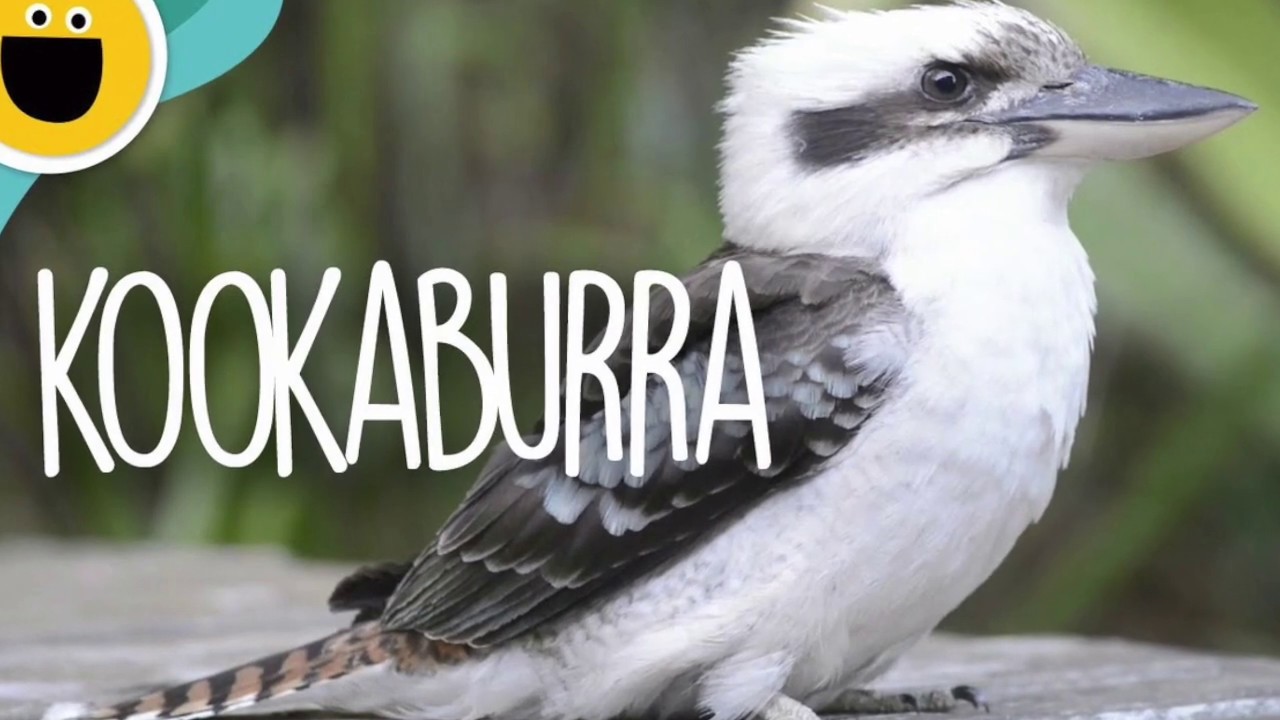 Kookaburra - karaoke