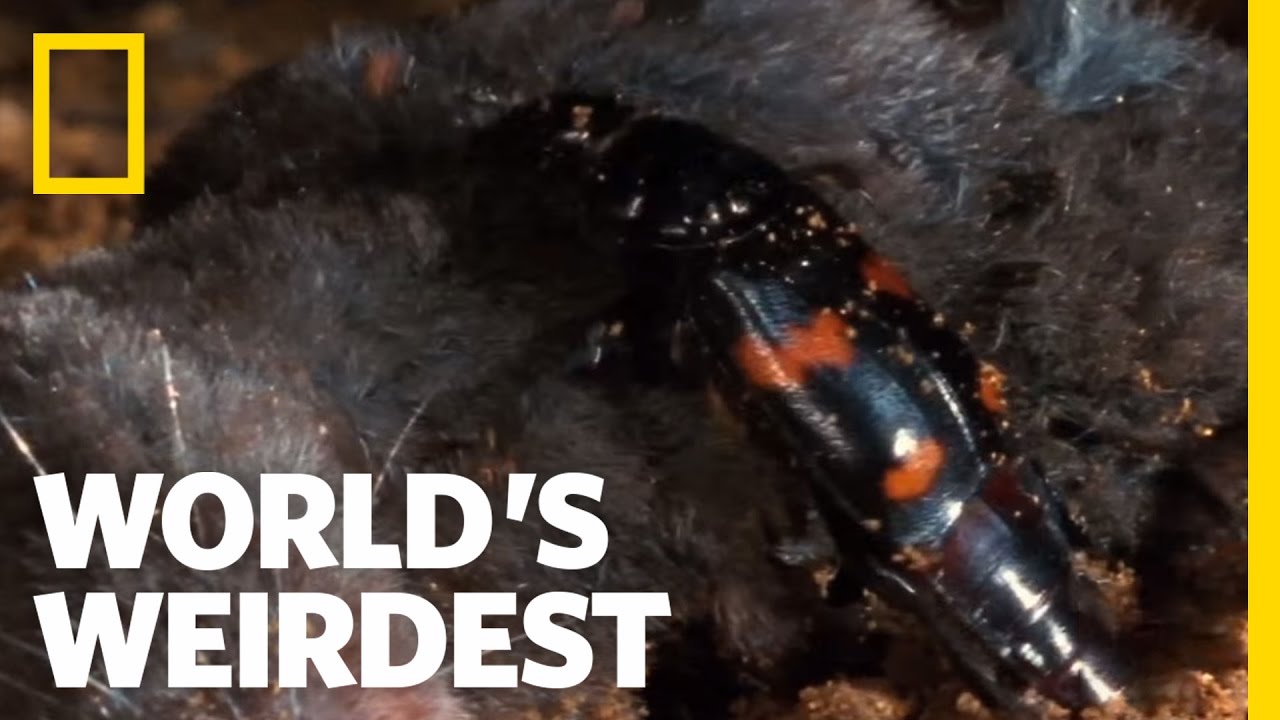 Raising Kids in a Corpse? | World's Weirdest