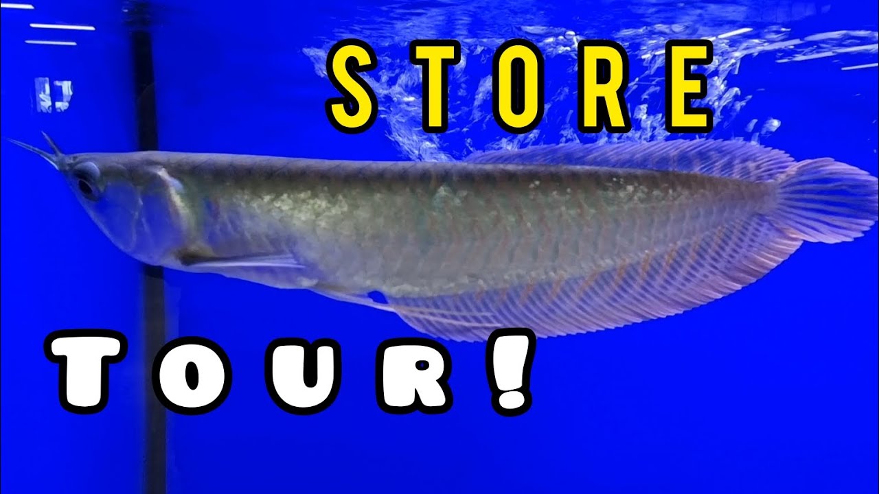 LOCAL FISH STORE TOUR - Pet World XXL, N1 City, South Africa