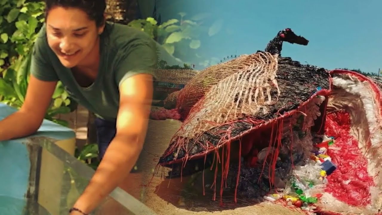 Sea Turtle Got Entangled And Almost Choked  When Rescuers Arrived, Something Incredible Happens