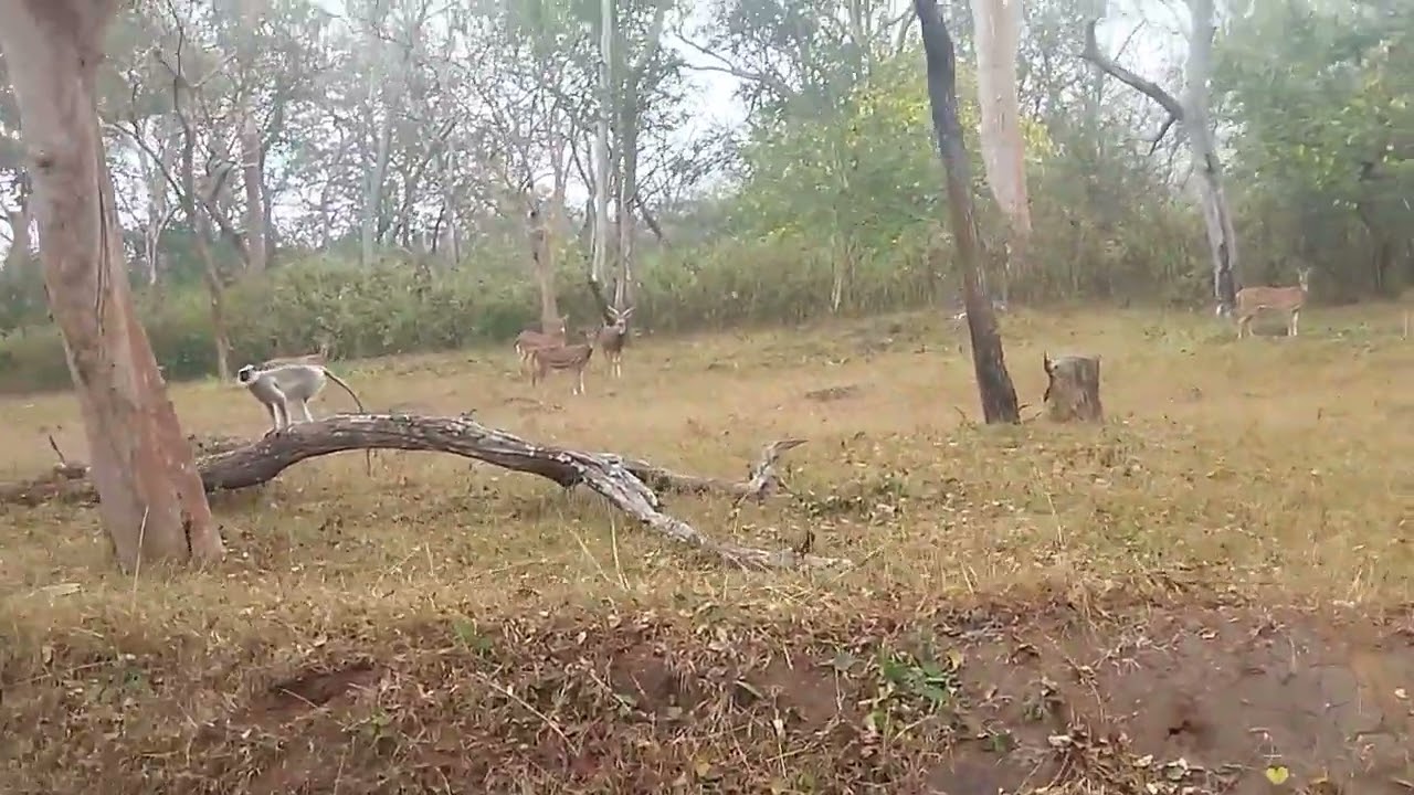മസ്നകുടി വഴി ഊട്ടി 3/1/2026