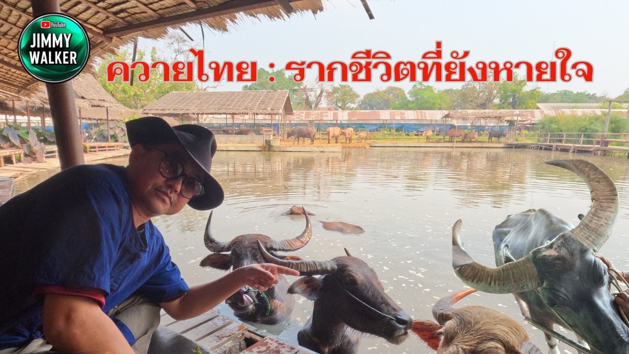 หนึ่งวันสบาย ๆ กับควายไทย สไตล์ จิมมี่ วอคเกอร์ Jimmy Walker