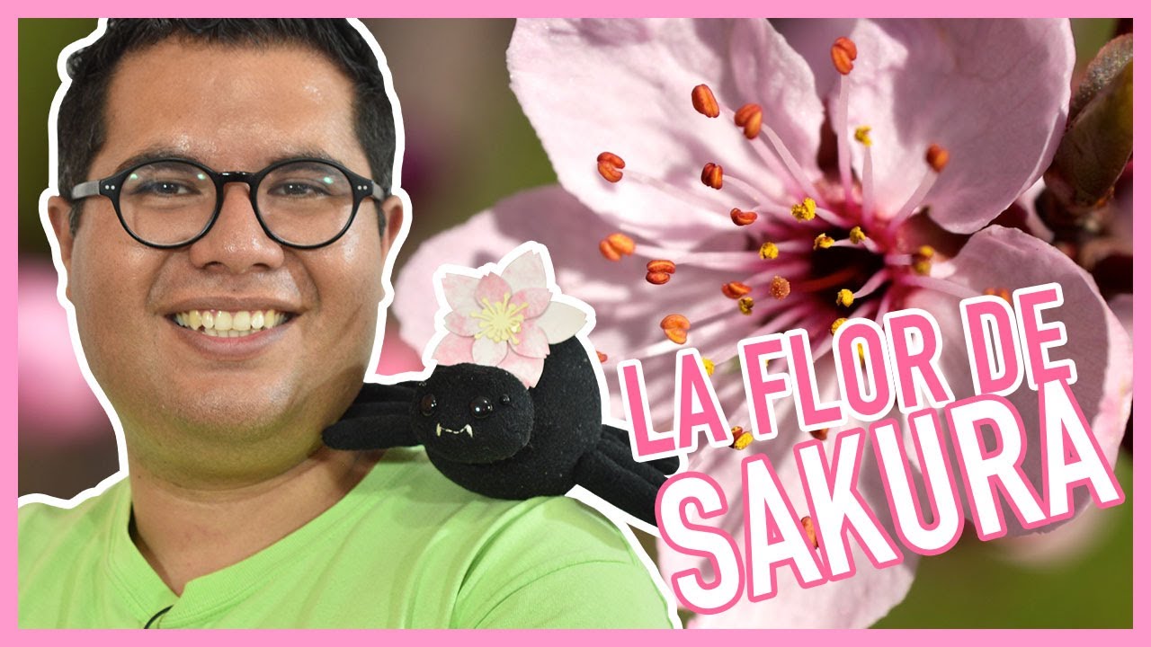 Significado de la flor de sakura 🌸 | #FactJapan