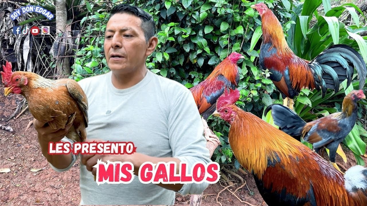 Estos son todos mis EJEMPLARES de la finca  🐓