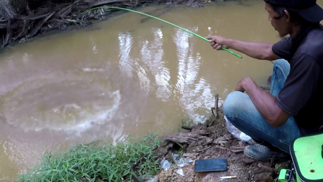 Mancing di parit yang airnya keruh ikan lais pada ngumpul disini 