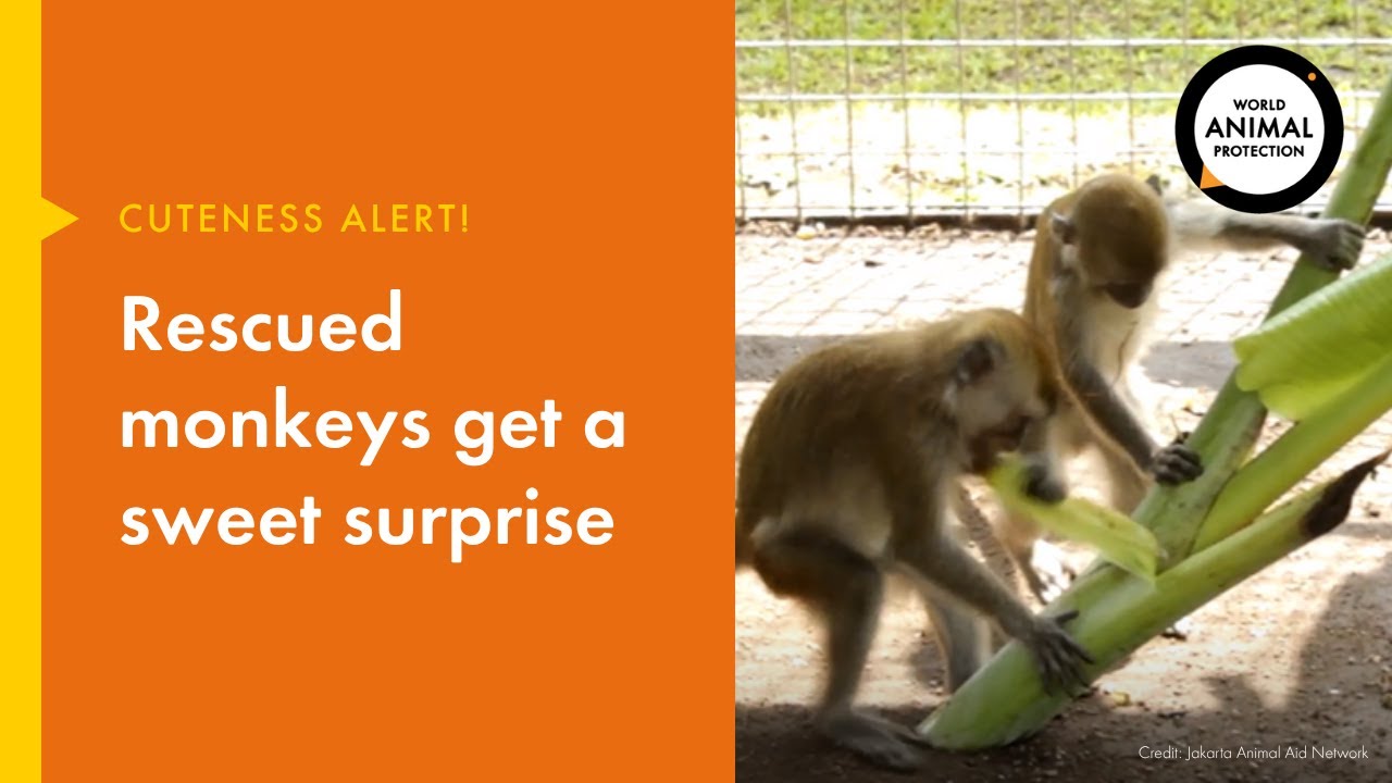 A sweet surprise for 31 rescued monkeys!