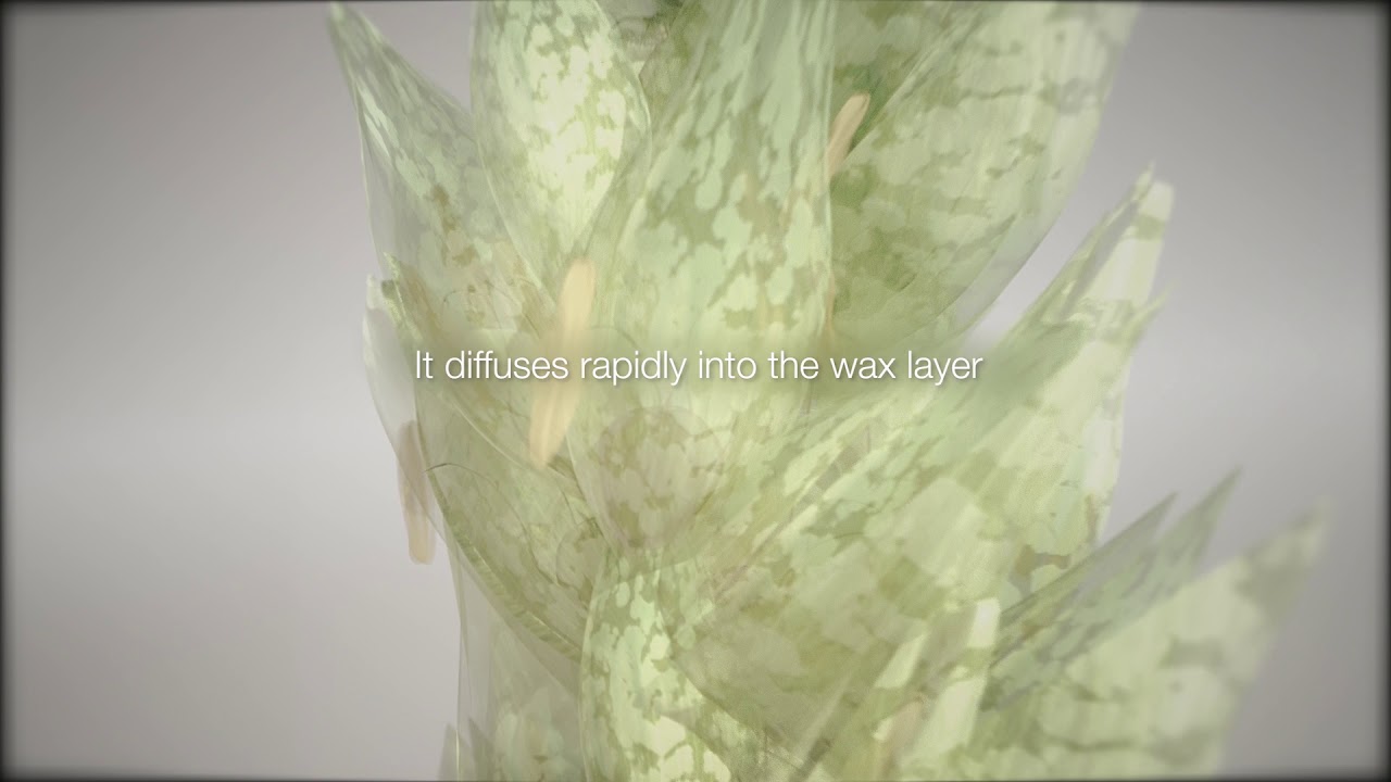 ADEPIDYN™ - control on Fusarium Head Blight