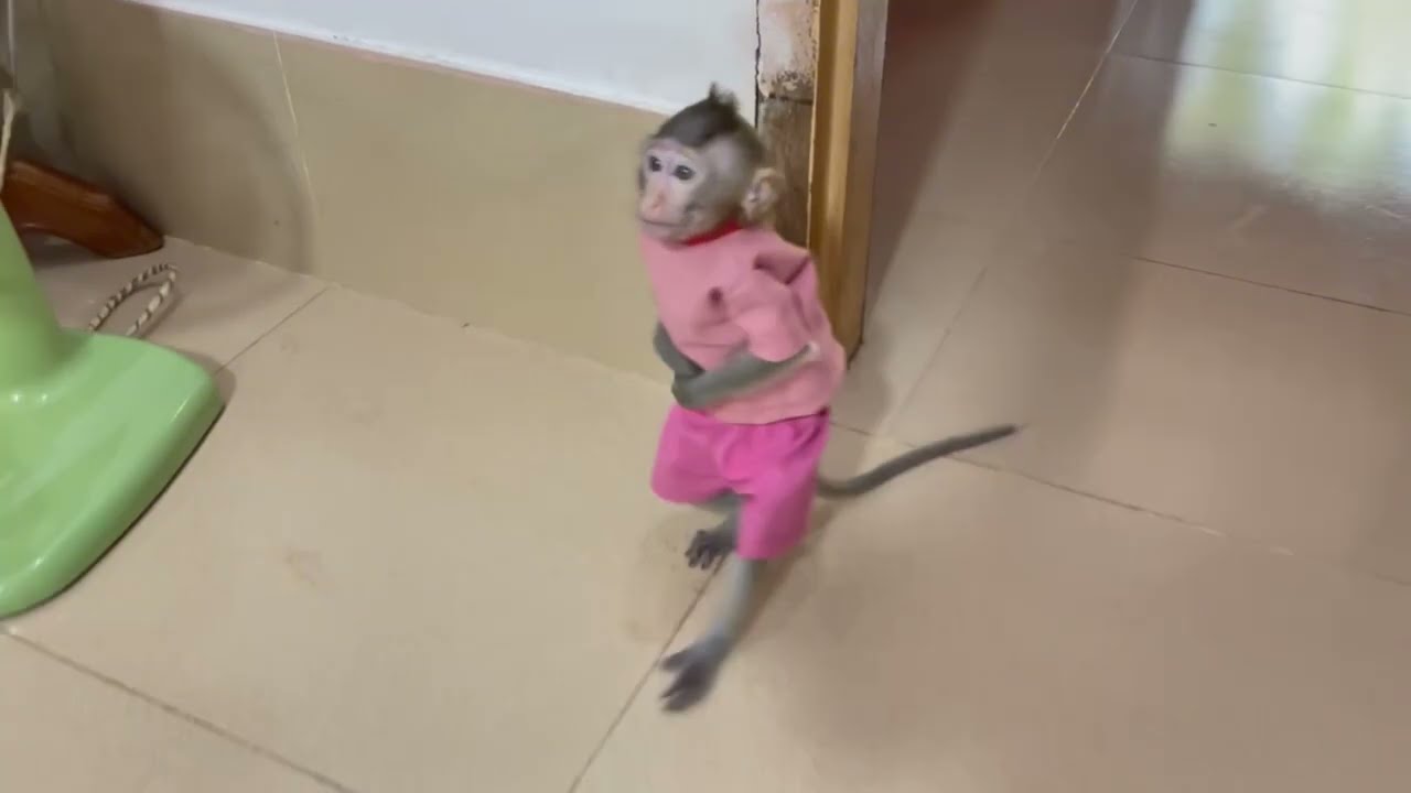 Pitifull Hunqrri koy walking slowly to find mom for a little lunch