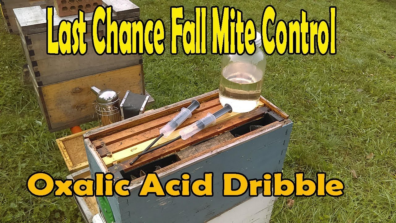 Last Chance Fall Mite Control / Oxalic Acid Dribble Method