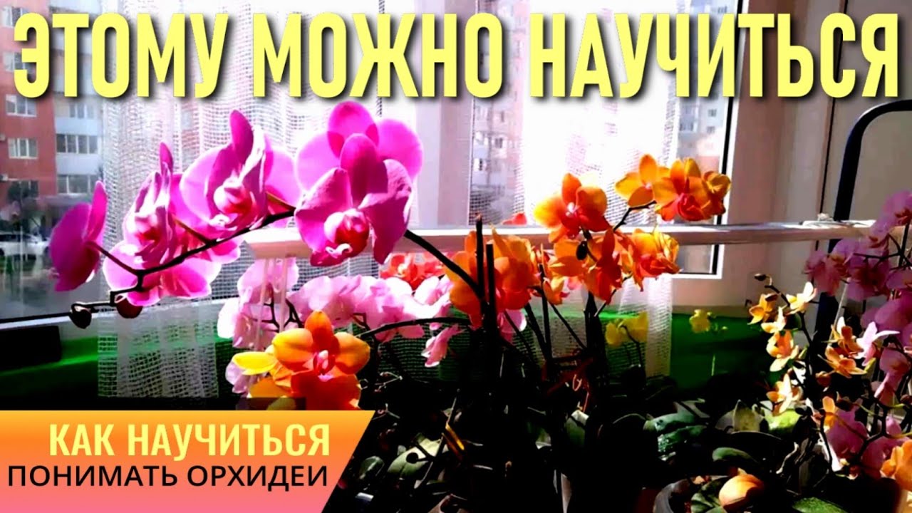 СОВЕРШЕННО НИЧЕГО НЕ ПОНИМАЕТЕ В ОРХИДЕЯХ? НАУЧИТЬСЯ МОЖНО! СПАСАЕМ, ВЫХАЖИВАЕМ И ЗАЦВЕТАЕМ ОРХИДЕИ!