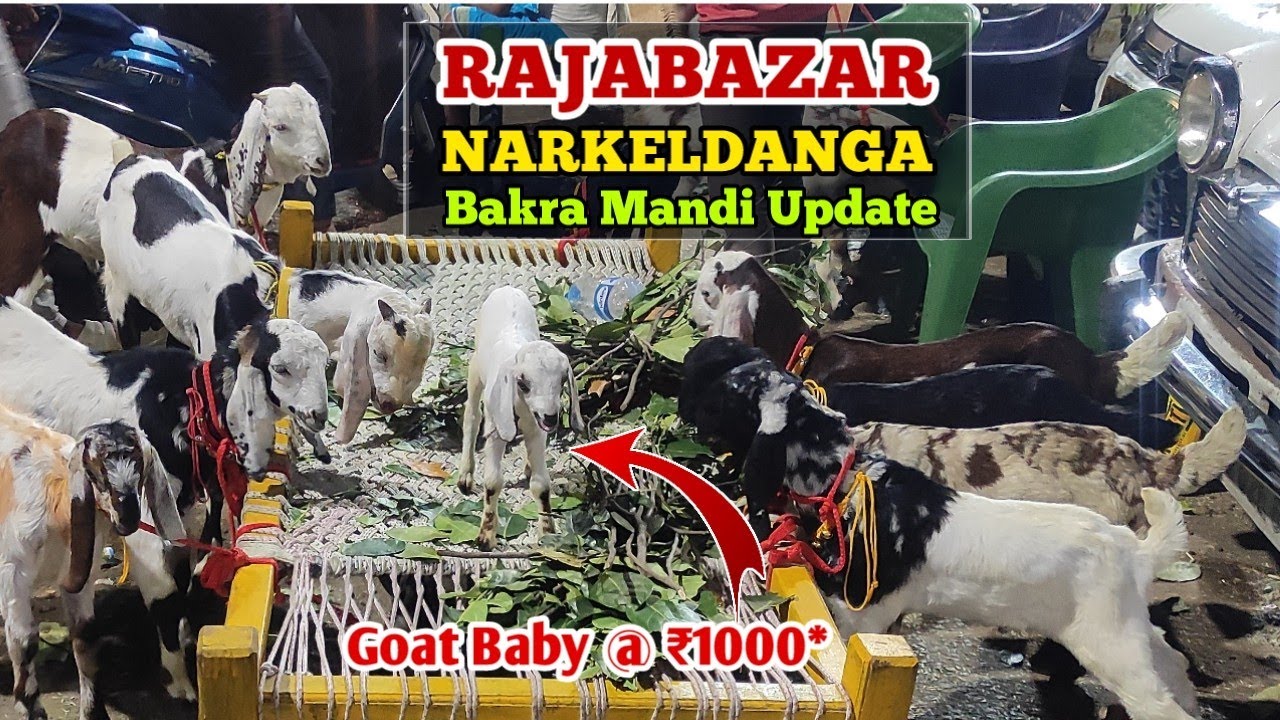 Goat Baby For Sale Starting @ ₹1000 | Rajabazar Narkeldanga Bakra Mandi Update | Kolkata goat market