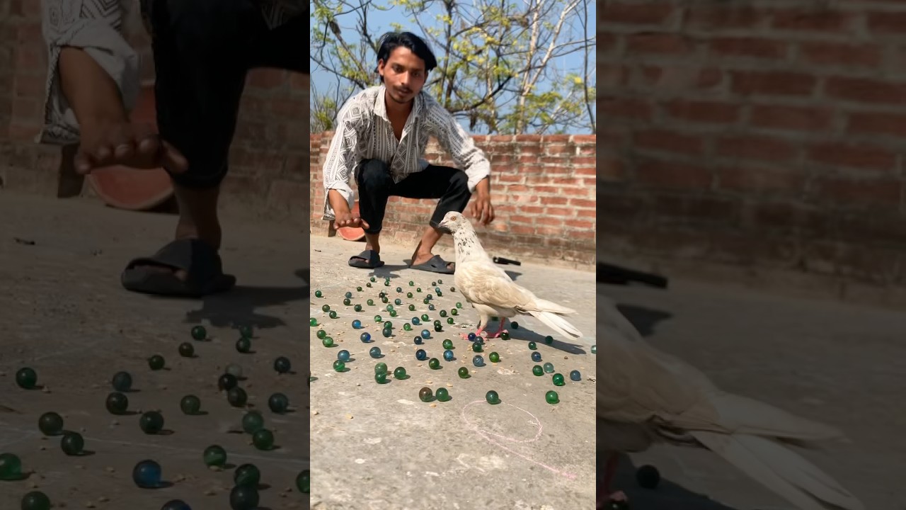 Kabutar 🕊️ ne itne sare kanche 😱jita diye 😳#pigeon #helpshort #pigeon #short #kabutar #video