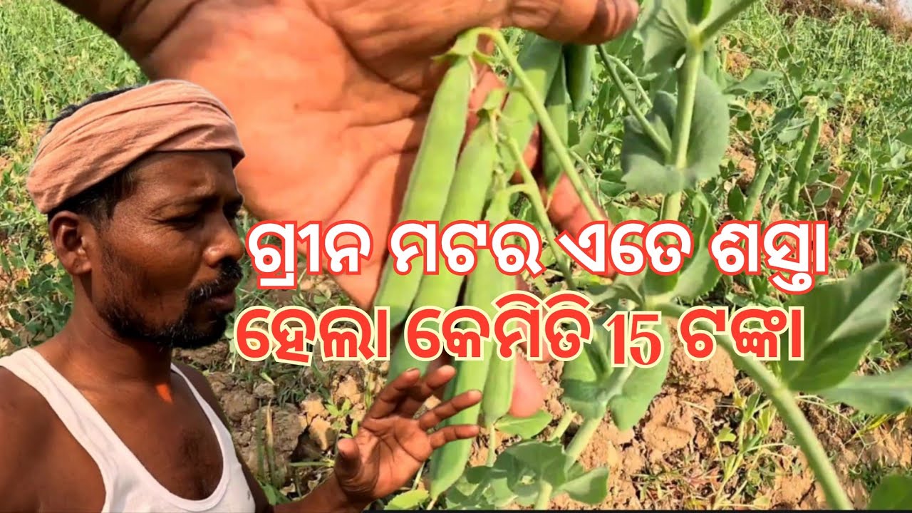 ଗ୍ରୀନ ମଟର ଏତେ ଶସ୍ତା ହେଲା କେମିତି ତା ବୋଲିକା 15 ଟଙ୍କା 