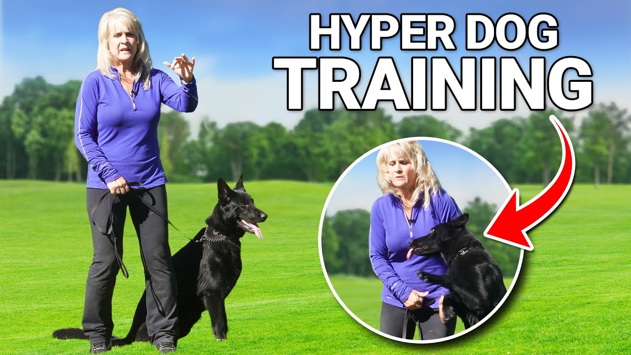The Trick Dog Trainers Use to Calm and Train Hyper Dogs