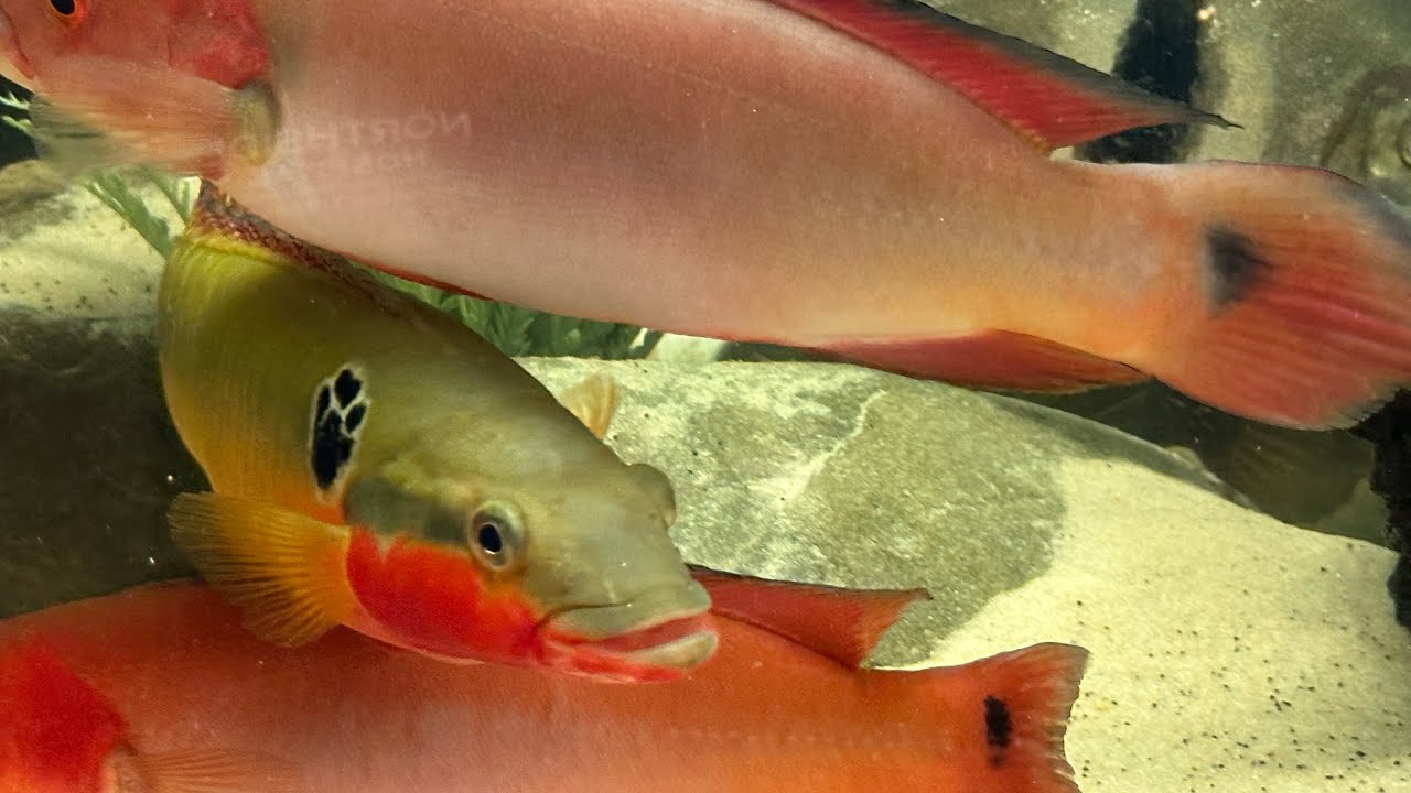 Taming These Aggressive Red Pike Cichlids