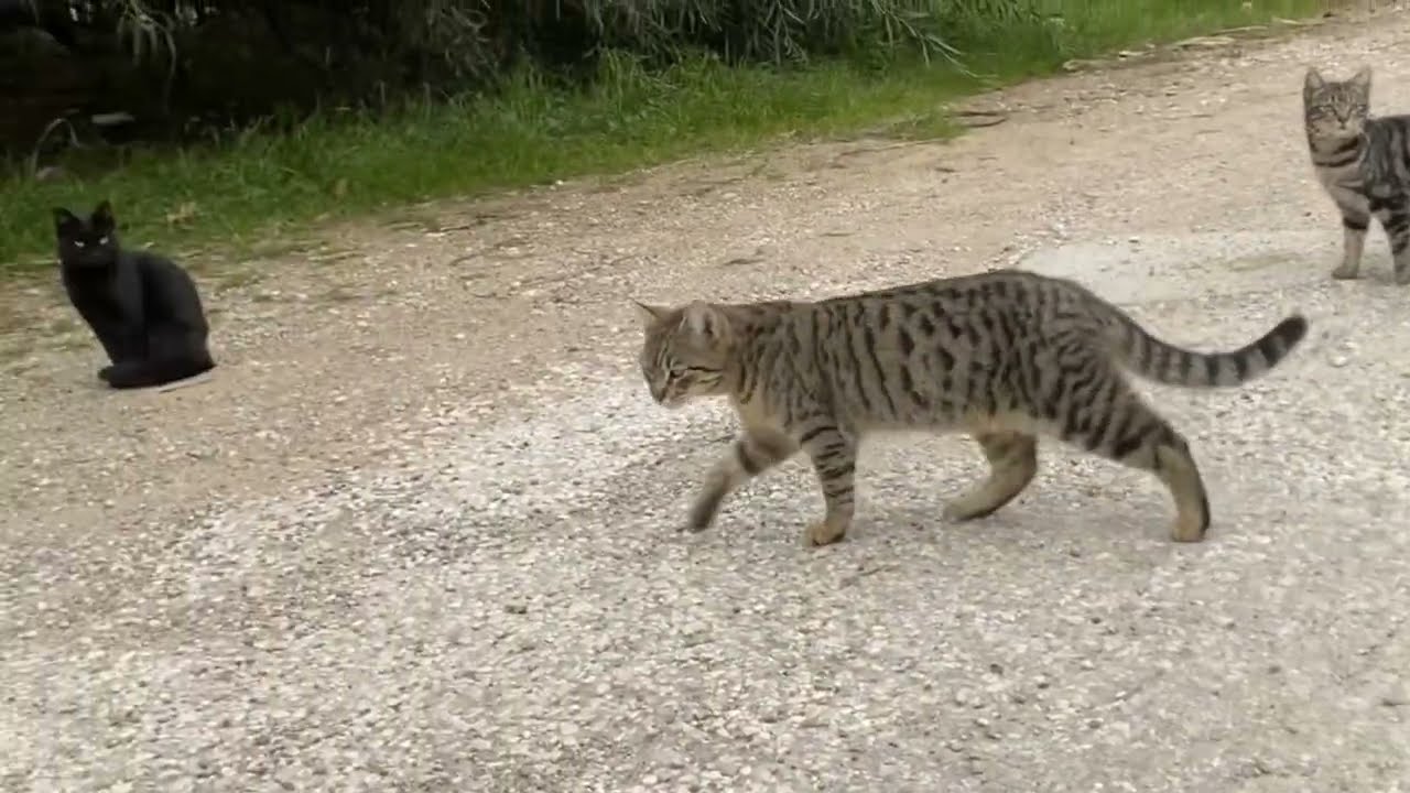 Street Cats Being Cats 🐱