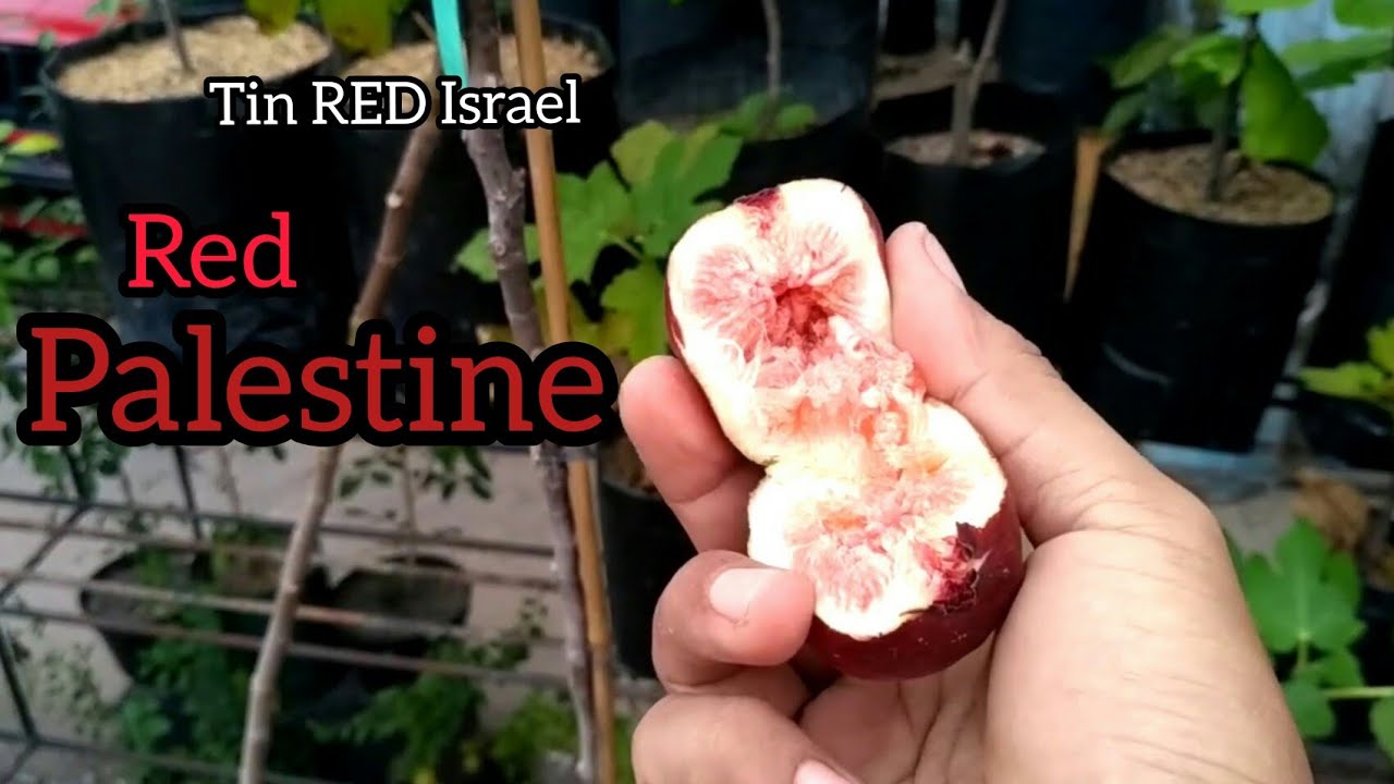 buah tin jenis red Israel || tin red Palestine | petik buah tin belum 💯% matang