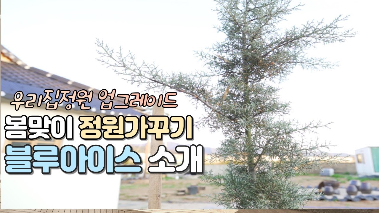 블루아이스 나무 소개_겨울왕국 엘사트리 정원가꾸기_정원에 심으면 좋은 나무