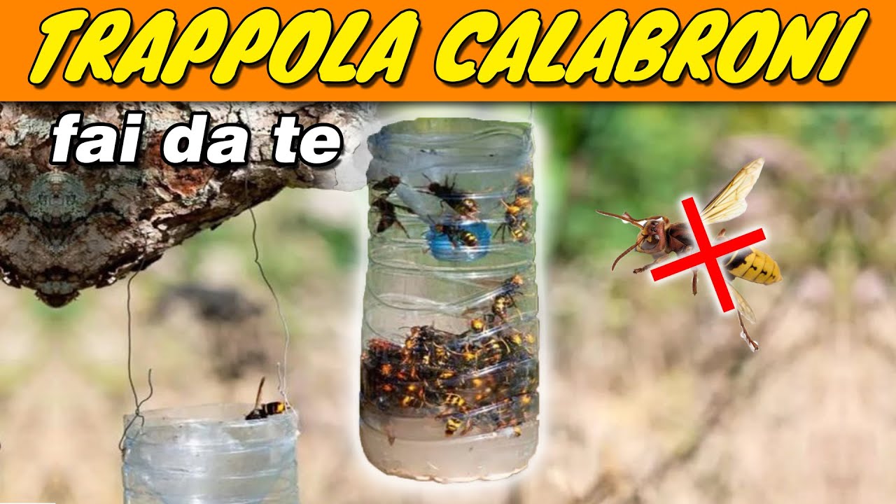 TRAPPOLA CALABRONI FAI DA TE | Apicoltura 2021 | 🐝