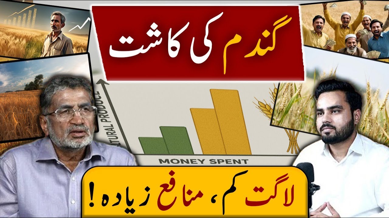 Wheat Profit Guide: How to Reduce Costs & Increase Yield in 2025